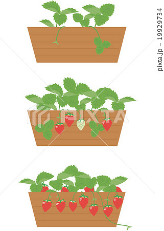 イチゴ栽培のイラスト素材
