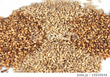 malt grains closeup malt grains closeup 19930648