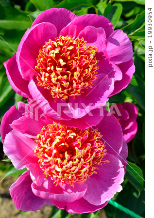 peony flowers 19930954