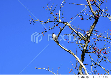 野鳥 コガラ 野鳥 コガラ 19932330