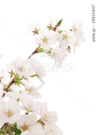 桜のクローズアップ 19932647