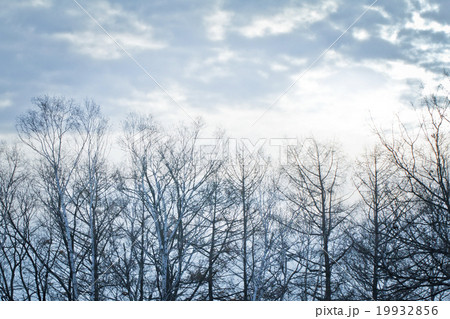Forest 19932856