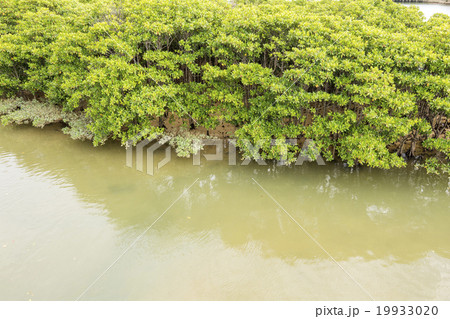 億首川のマングローブ 億首川のマングローブ 19933020