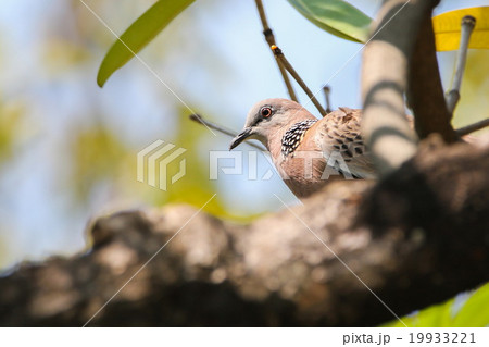 Spotted Dove (Streptopelia Chinensis) on the tree. 19933221