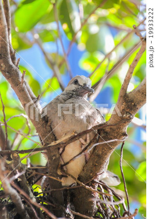 Baby Zebra Doves on a tree 19933222