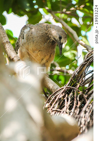 Baby Zebra Doves on a tree Baby Zebra Doves on a tree 19933224