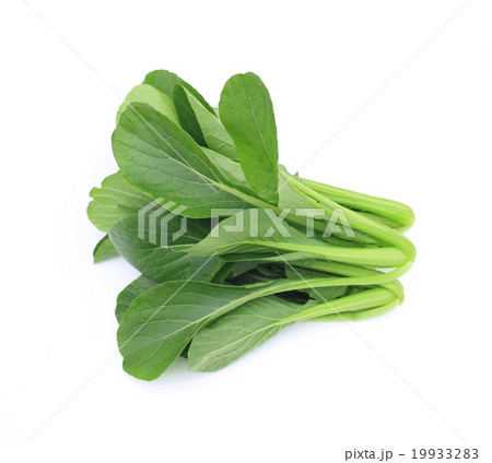 小松菜 19933283