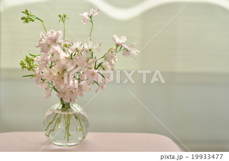 涼しげにピンク 19933477