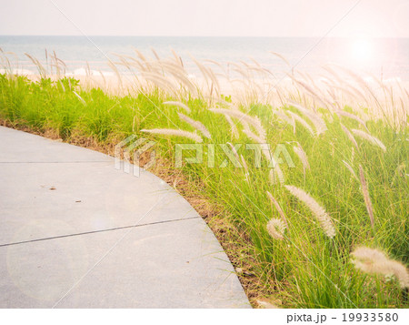 grass beside the beach 19933580