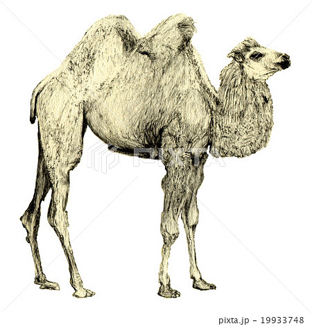 Camel Side View Pencil Illustrationのイラスト素材
