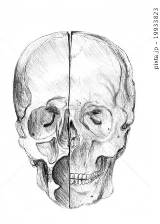 Black and white skull illustration pencil drawing. 19933823