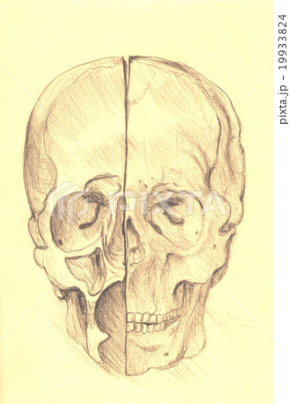 Anatomy skull illustration on antique paper sepia  19933824
