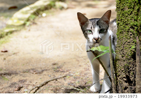 Cat,Cut,Focus 19933973