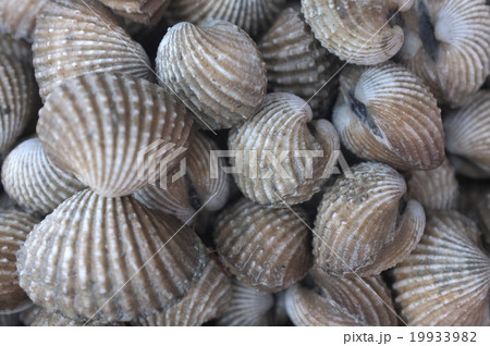 Raw fresh cockle 19933982