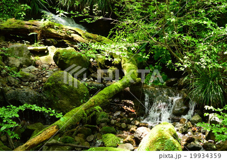 箱根　千条（ちすじ）の滝 19934359