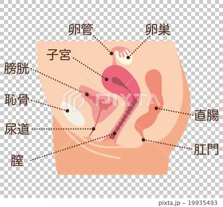 子宮　断面図　女性のからだ 19935493