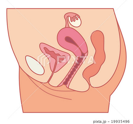 子宮 断面図 女性のからだのイラスト素材