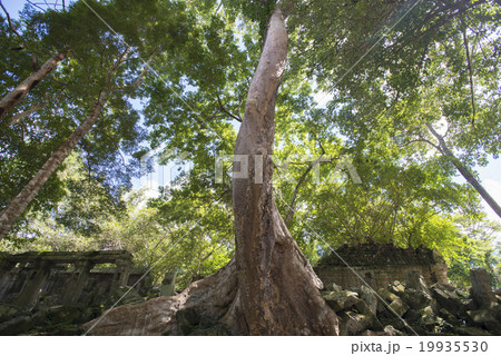 カンボジア　シェムリアップ　ベンメリア遺跡 19935530