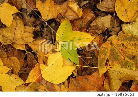 Dry maple leaves fall on the ground in autumn. Dry maple leaves fall on the ground in autumn. 19935653