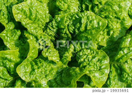 Lettuce Salad in the garden. Lettuce Salad in the garden. 19935691