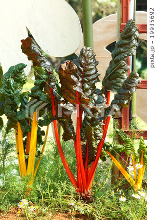 Mangold or Swiss chard 'Rainbow' Mangold or Swiss chard 'Rainbow' 19935692