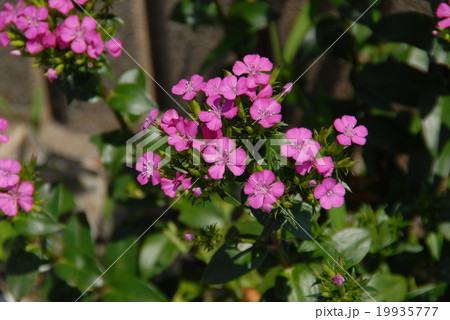 ハマナデシコ 19935777