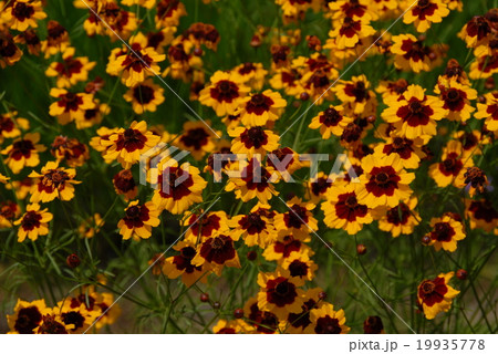 ハルシャギク 19935778