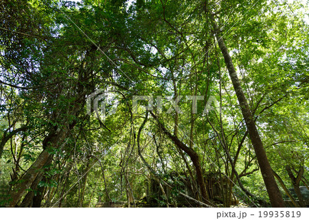 カンボジア　シェムリアップ　ベンメリア遺跡 19935819