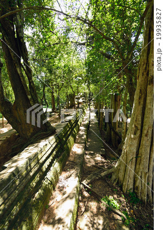 カンボジア　シェムリアップ　ベンメリア遺跡 19935827