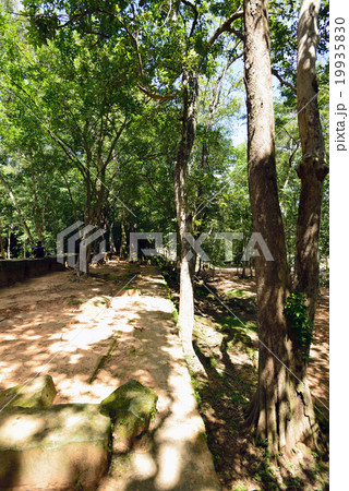 カンボジア　シェムリアップ　ベンメリア遺跡 19935830