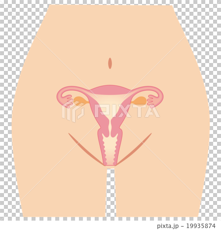 子宮 女性のからだ 構造のイラスト素材