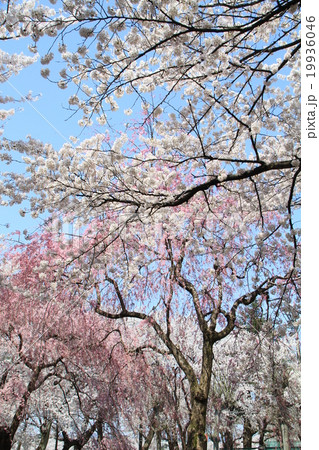 桜の二重奏 桜の二重奏 19936046