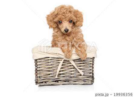Poodle puppy in basket 19936356