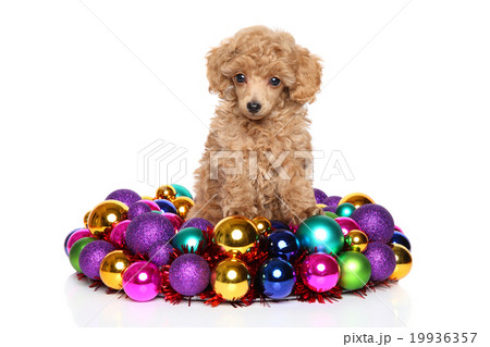Christmas poodle puppy 19936357
