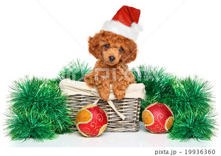 Christmas poodle puppy 19936360