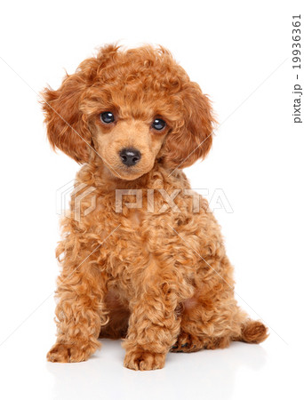 Toy Poodle puppy 19936361
