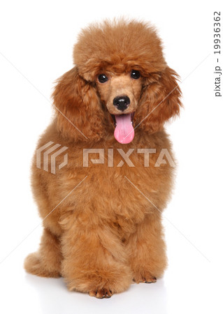 Miniature Poodle puppy 19936362