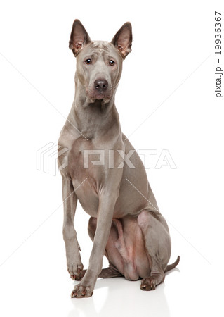 Thai Ridgeback Dog 19936367