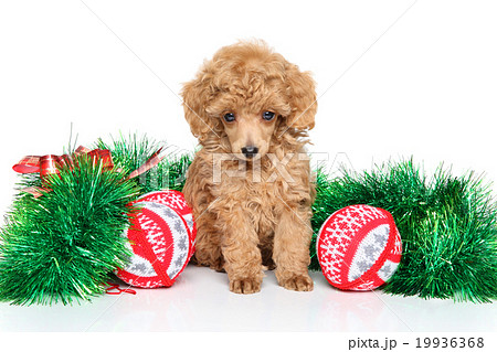 Christmas Toy Poodle puppy 19936368