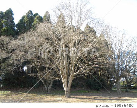 昭和の森のカツラの大木の冬の 姿の写真素材 [19936486] - PIXTA