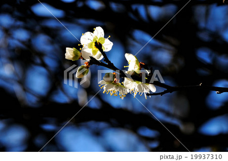 白梅（透過光） 19937310