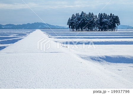 新潟県小千谷市　魚沼産コシヒカリの雪田と青空 19937796