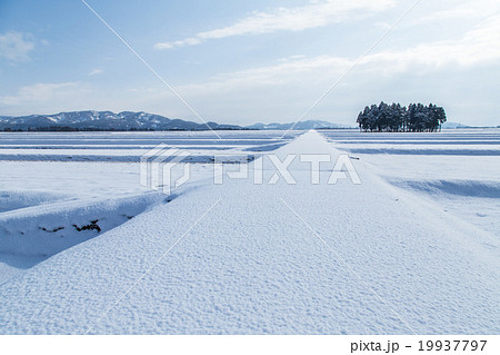 新潟県小千谷市　魚沼産コシヒカリの雪田と青空 19937797