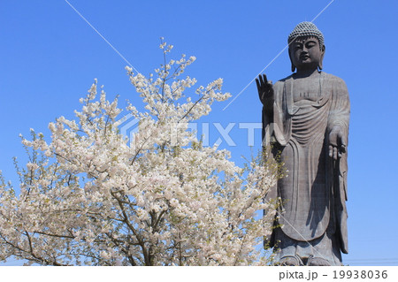 大仏と桜の風景 19938036