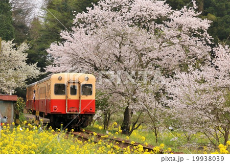 満開の桜と小湊鉄道の風景 19938039