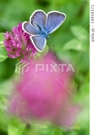 ヒメシジミ 19938371