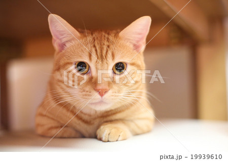 猫 19939610