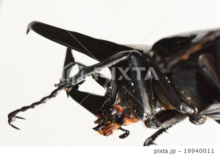 コーカサスオオカブトの角のアップ　白バック 19940011