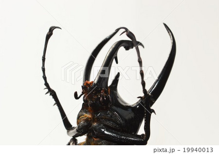 コーカサスオオカブトの角のアップ　白バック 19940013