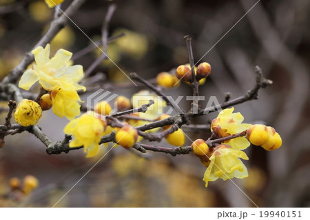 大蓮寺の蝋梅 19940151